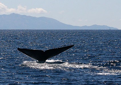 Blue Whale Fluke Horizontal