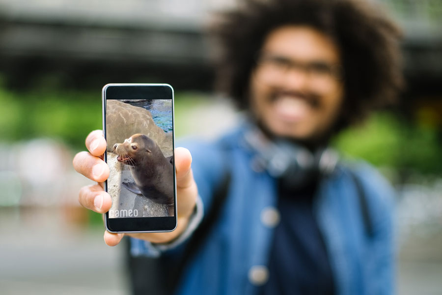 Man holds phone to camera showing a sea lion Cameo