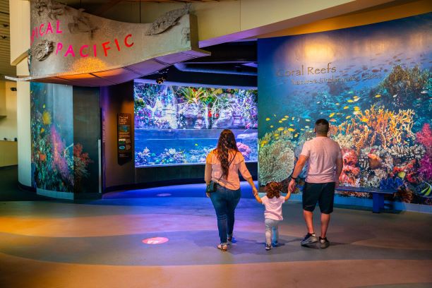 Woman, toddler, and man hold hands as they walk into the Tropical Pacific gallery featuring Coral Reefs
