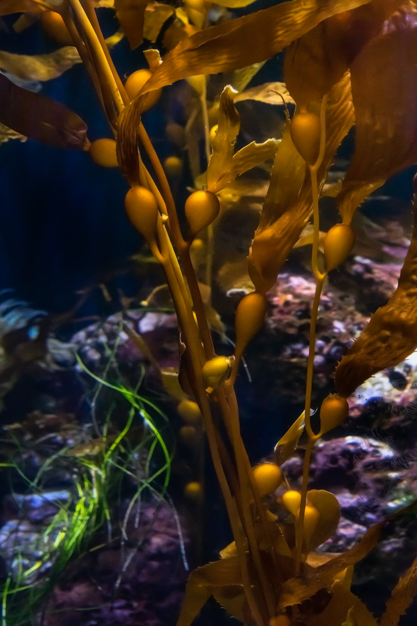 Strand of kelp in exhibit
