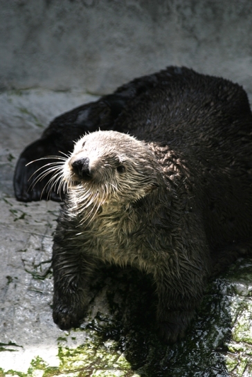 otter_charlie_robinriggs.JPG