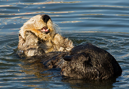 Southern Sea Otter | Sea Otter Habitat | Aquarium of the Pacific
