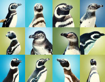 collage of penguins