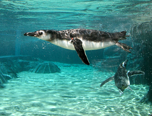 penguins underwater