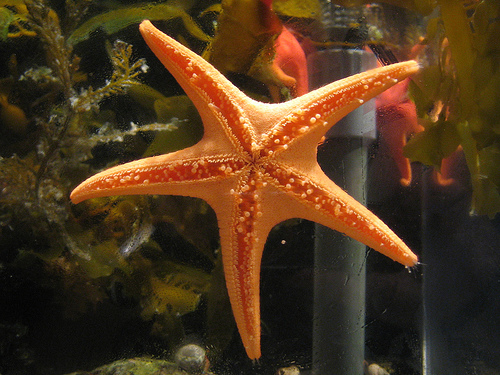 Orange sea star in exhibit