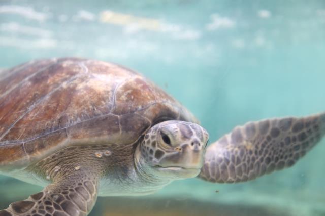 seaturtleSept2016.jpg