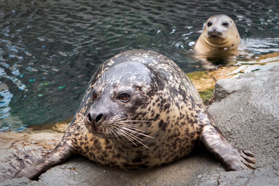 Troy the Seal