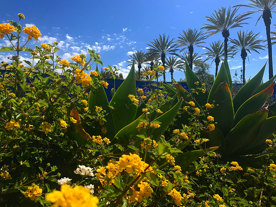 Flowers in the Aquarium garden